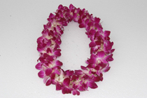 Graduation Lei