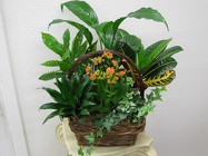 /images/medium_gardenlg.jpg Medium Garden