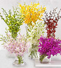 Monthly Orchid Program