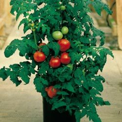 "Patio" Tomato from Visser's Florist and Greenhouses in Anaheim, CA