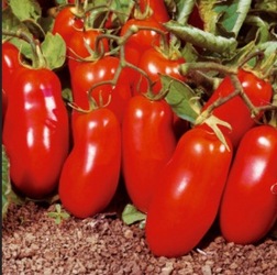 "San Marzano" Tomato from Visser's Florist and Greenhouses in Anaheim, CA