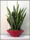 Sansevieria