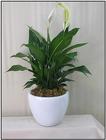 /images/spath_Smalllg.jpg Peace Lily
