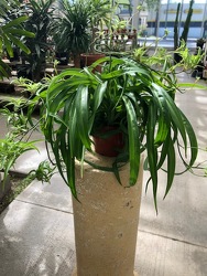 Spider Plant from Visser's Florist and Greenhouses in Anaheim, CA