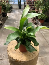 Staghorn Fern from Visser's Florist and Greenhouses in Anaheim, CA