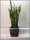 /images/tallsans_Smalllg.jpg Sansevieria