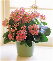 Pink Kalanchoe