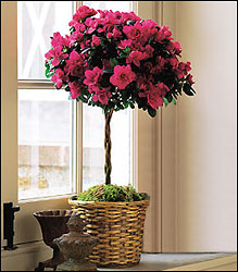 Azalea Topiary from Visser's Florist and Greenhouses in Anaheim, CA