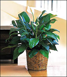 Medium Spathiphyllum Plant