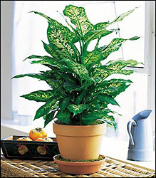 Dieffenbachia