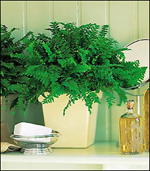 Decorative Fern