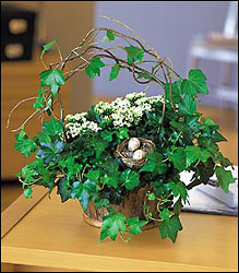 Kalanchoe and Ivy Basket