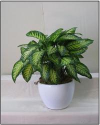 Dieffenbachia Tropic Snow from Visser's Florist and Greenhouses in Anaheim, CA