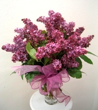 Lilac, By Visser's Florist