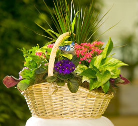 European Garden from Visser's Florist and Greenhouses in Anaheim, CA