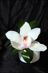 Visser's White Cymbidium from Visser's Florist and Greenhouses in Anaheim, CA