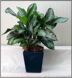 Chinese Evergreen from Visser's Florist and Greenhouses in Anaheim, CA