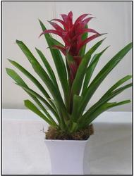 Bromeliad from Visser's Florist and Greenhouses in Anaheim, CA