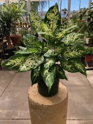 Dieffenbachia Compacta from Visser's Florist and Greenhouses in Anaheim, CA