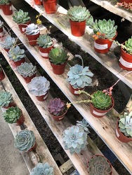Assorted Echevaria 6-pack from Visser's Florist and Greenhouses in Anaheim, CA