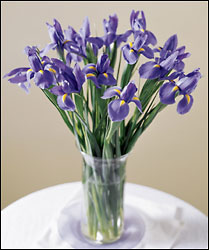 Blooming Iris from Visser's Florist and Greenhouses in Anaheim, CA