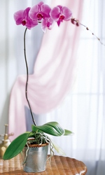 Lavender Phalaenopsis Orchid from Visser's Florist and Greenhouses in Anaheim, CA