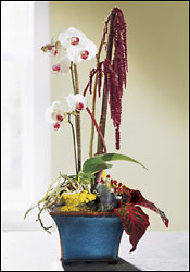 Exotica Planter from Visser's Florist and Greenhouses in Anaheim, CA
