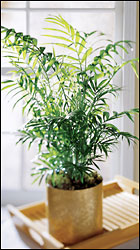 Palm Tree from Visser's Florist and Greenhouses in Anaheim, CA