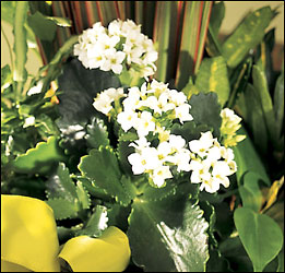 Florist Designed Blooming & Green Plants in a Basket from Visser's Florist and Greenhouses in Anaheim, CA