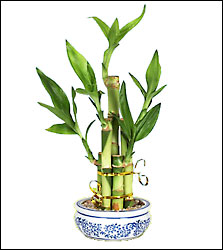 Lucky Bamboo from Visser's Florist and Greenhouses in Anaheim, CA