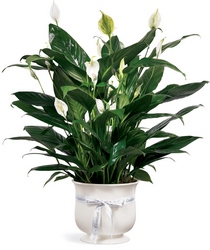 Comfort Planter from Visser's Florist and Greenhouses in Anaheim, CA