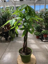 Money Tree Pachira from Visser's Florist and Greenhouses in Anaheim, CA