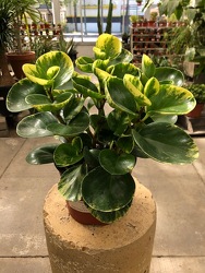 Peperomia from Visser's Florist and Greenhouses in Anaheim, CA
