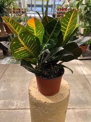 Croton 'Petra' from Visser's Florist and Greenhouses in Anaheim, CA