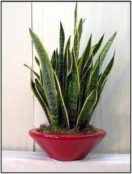 Sansevieria from Visser's Florist and Greenhouses in Anaheim, CA