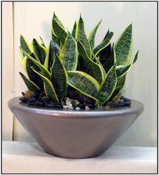 Sansevieria from Visser's Florist and Greenhouses in Anaheim, CA