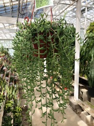 String of Bananas from Visser's Florist and Greenhouses in Anaheim, CA