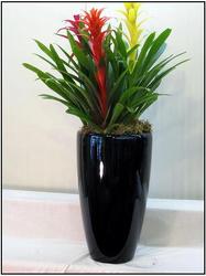 Interiorscaping Purchasing and Maintenance of Plants by Vissers Florist