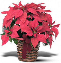 Poinsetta Basket from Visser's Florist and Greenhouses in Anaheim, CA