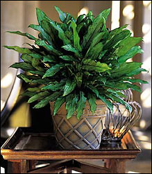Aglaonema from Visser's Florist and Greenhouses in Anaheim, CA