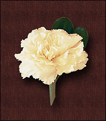 White Carnation Boutonniere from Visser's Florist and Greenhouses in Anaheim, CA