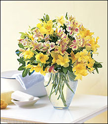 Sparkling Alstroemeria from Visser's Florist and Greenhouses in Anaheim, CA