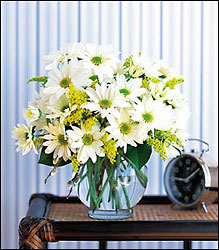 Daisy Cheer from Visser's Florist and Greenhouses in Anaheim, CA