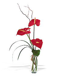 The Simplicty of Anthuriums from Visser's Florist and Greenhouses in Anaheim, CA