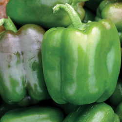 'Better Bell' Bell Pepper from Visser's Florist and Greenhouses in Anaheim, CA