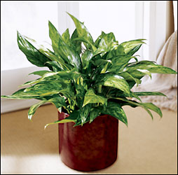 Chinese Evergreen, by Visser's Florist