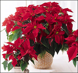 Pretty Poinsettia