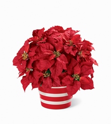 Poinsettia Planter