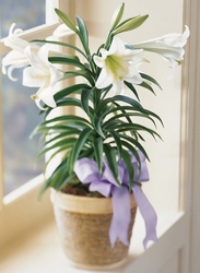 Easter Lily Plant