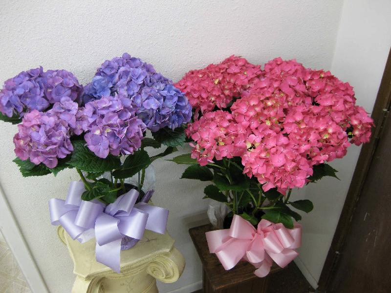 Hydrangea Plants